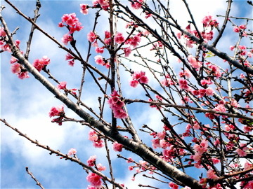 ワヒアワ本願寺の桜