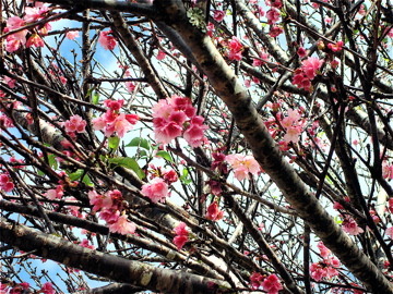 ハワイお花見スポット