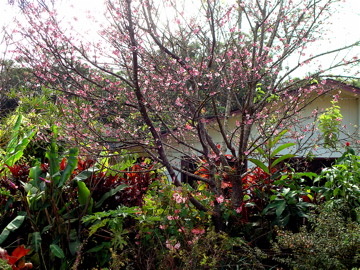 ハワイ日系移民宅の桜の木