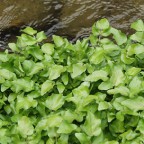 ウォータクレス（クレソン）