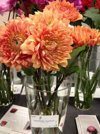 Japanese Flower Showに展示されたダリア