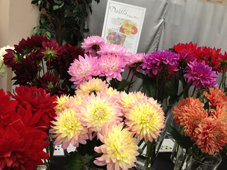 Japanese Flower Showに展示されたダリア