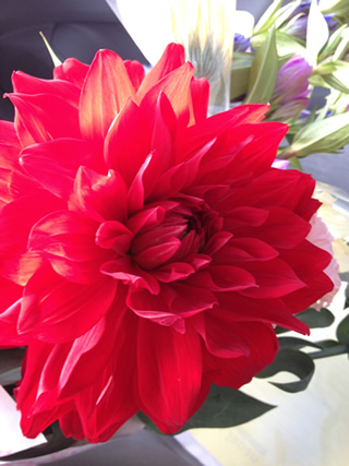 プレゼントしていただダリア