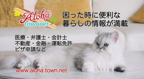 アロハタウンネットのTVコマーシャルに出演した猫のミルク