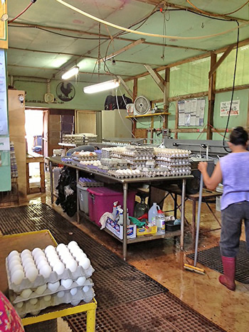 Petersons' Upland Farm