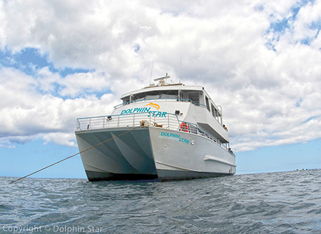 ドルフィン・スター号のイルカウォッチング