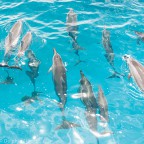 ドルフィン・スター号のイルカウォッチング