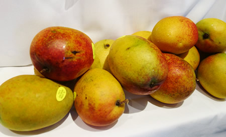 タオルミーナで季節限定完熟マンゴー料理の試食会