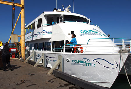 ドルフィンスター号で行くオアフ島イルカウォッチング