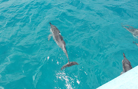 ドルフィンスター号で行くオアフ島イルカウォッチング
