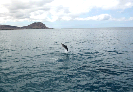 ドルフィンスター号で行くオアフ島イルカウォッチング