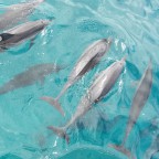 ドルフィンスター号で行くオアフ島イルカウォッチング