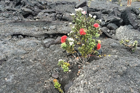 ハワイボルケーノ国立公園
