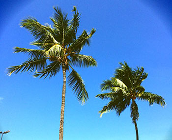 グリーンカードの抽選