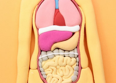腸内でも血がつくられるという理解は健康の基本