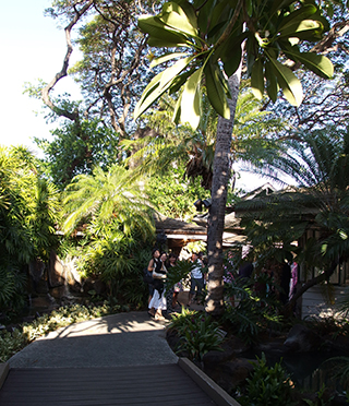 コアロハ・ウクレレ20周年パーティー @ウィローズ