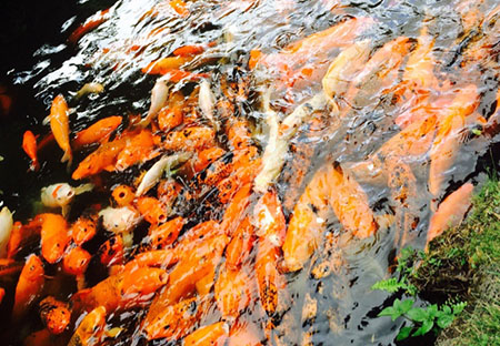 バレーオブザテンプルズ メモリアルパーク