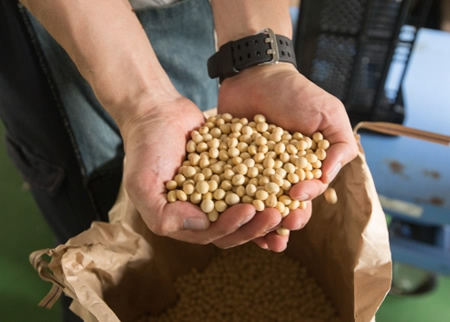 遺伝子組み換え食品について