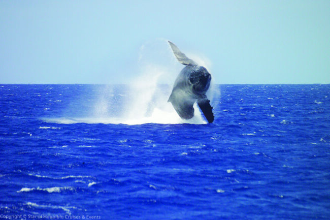 ホエールウォッチクルーズ