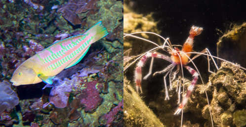 マウイオーシャンセンター