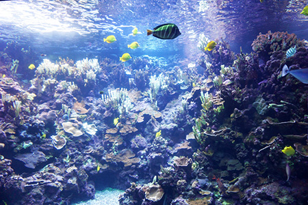 マウイ オーシャンセンターのバレンタインディナー