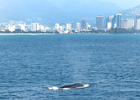 スターオブホノルル号のハワイホエールウォッチング