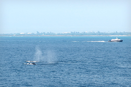 スターオブホノルル号のハワイホエールウォッチング
