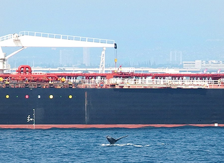 スターオブホノルル号のハワイホエールウォッチング