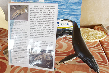 スターオブホノルル号のハワイホエールウォッチング