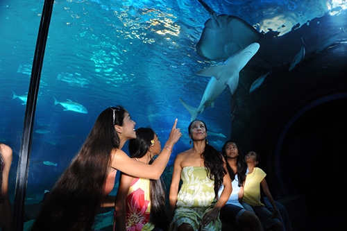 マウイオーシャンセンター シャークダイブマウイ