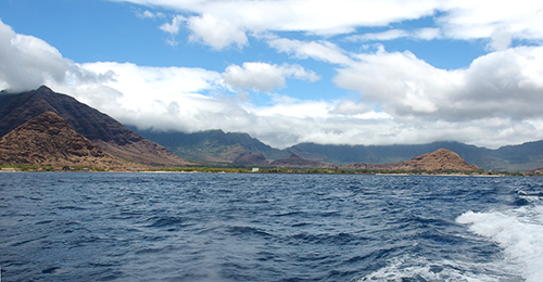 ワイルドドルフィンウォッチ BBQ＆スノーケル