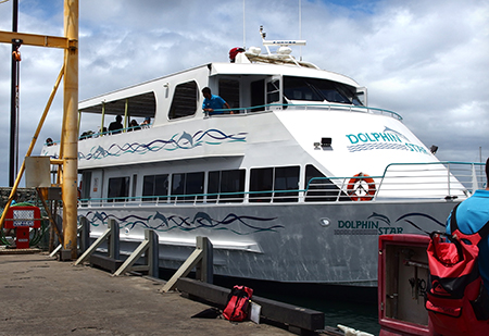 ワイルドドルフィンウォッチ BBQ＆スノーケル