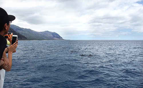 ワイルドドルフィンウォッチ BBQ＆スノーケル
