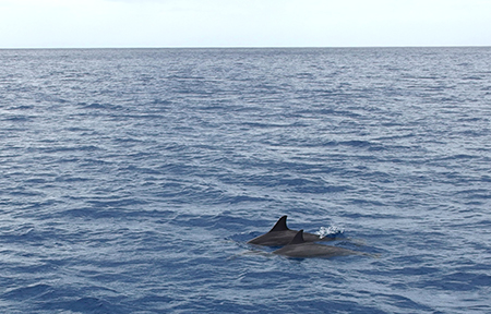 ワイルドドルフィンウォッチ BBQ＆スノーケル