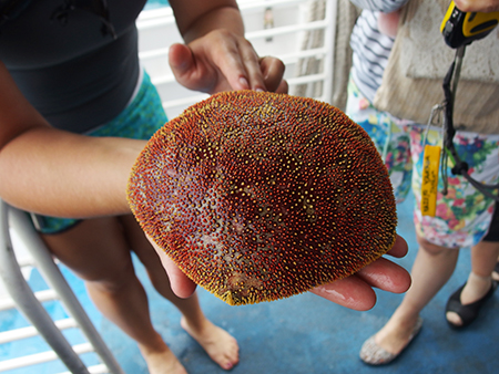 ワイルドドルフィンウォッチ BBQ＆スノーケル