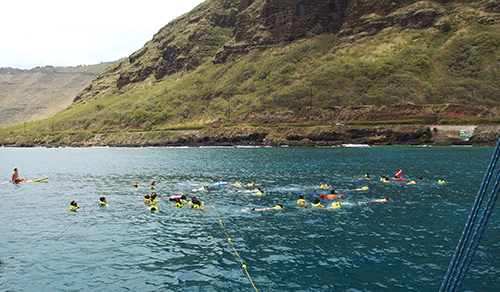 ワイルドドルフィンウォッチ BBQ＆スノーケル