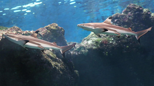 マウイオーシャンセンター