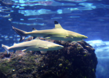 マウイオーシャンセンター