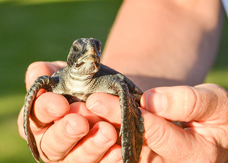 マウイオーシャンセンターでウミガメの赤ちゃん放流