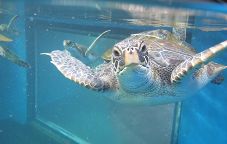 マウイオーシャンセンターでウミガメの赤ちゃん放流