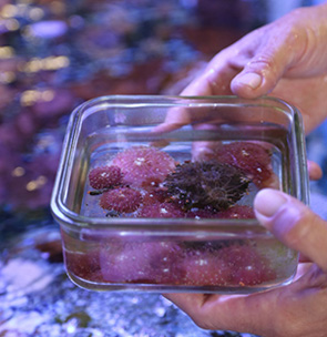 マウイオーシャンセンター海洋研究所