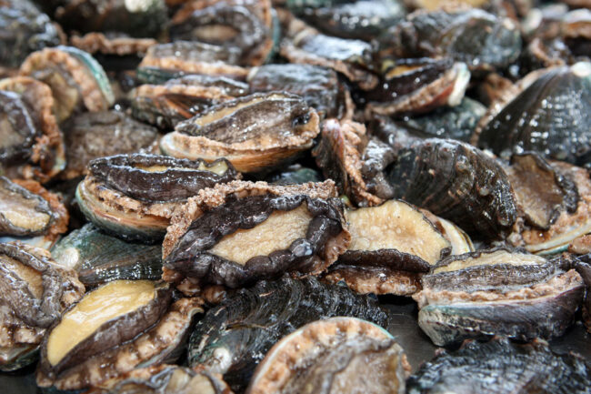 Abalone1.jpg