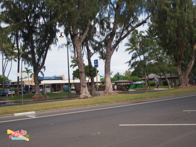 マーチ フォー ベイビーズ.jpg