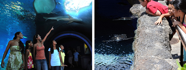 マウイ オーシャンセンター